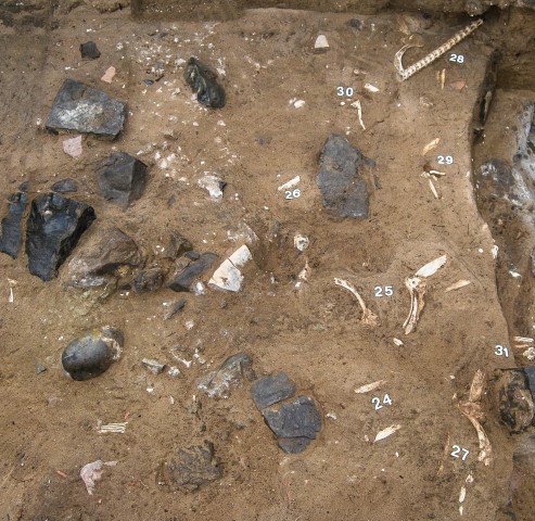 Restos de atunes romanos en proceso de excavacion