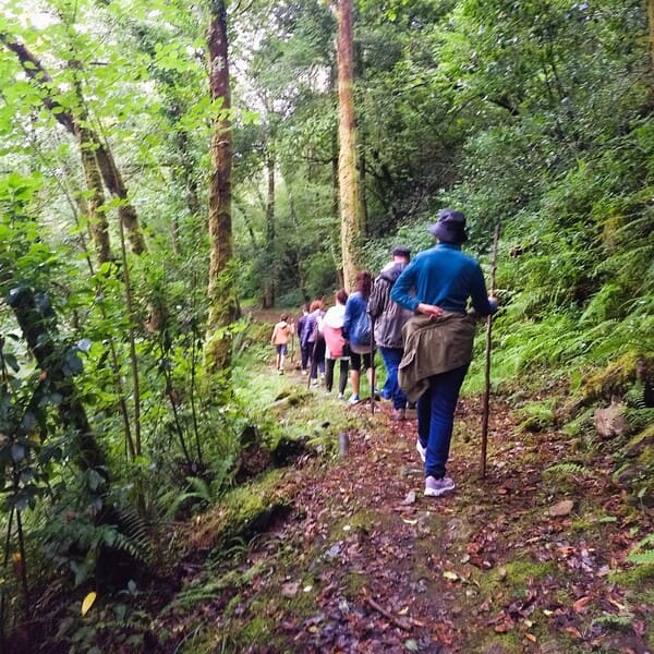 Un grupo de personas caminando por un sendero en un bosque verde y frondoso. Varias personas avanzan en fila, algunas con bastones de senderismo, rodeadas de árboles altos y vegetación densa. La escena captura una actividad al aire libre en un entorno natural, resaltando el ejercicio y la conexión con la naturaleza.